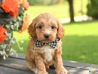 Cockapoo dogs for sale: Ned - Ad 4