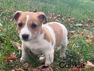 Jack Russell Terrier dogs - Ad 4