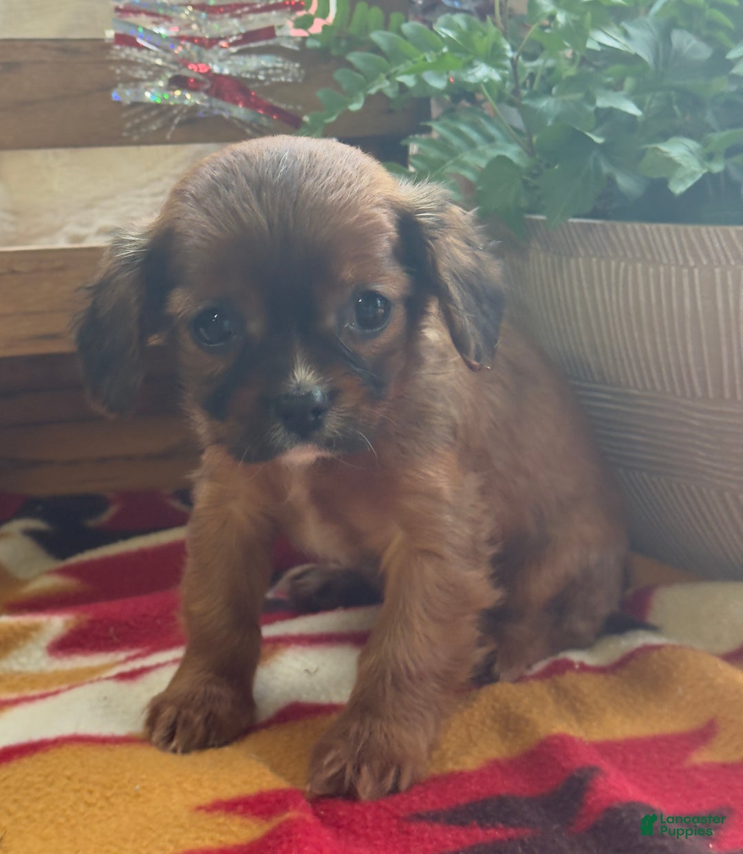 Mixed Breed dogs for sale: Shep - Ad 3