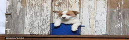 Welsh Corgi Pembroke dogs for sale: Roscoe - Ad 5