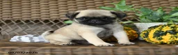 Pug dogs for sale: Waffles - Ad 3