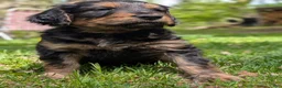 Mixed Breed dogs for sale: Winnie  - Ad 3
