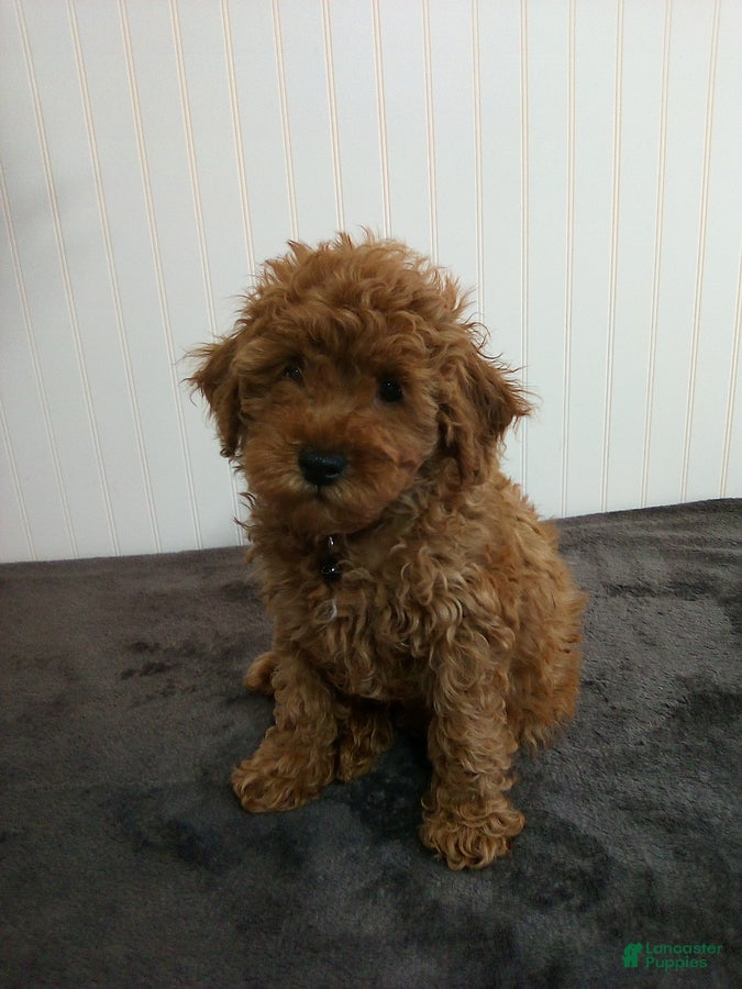 Toy Poodle dogs for sale: Tiger - Ad 1