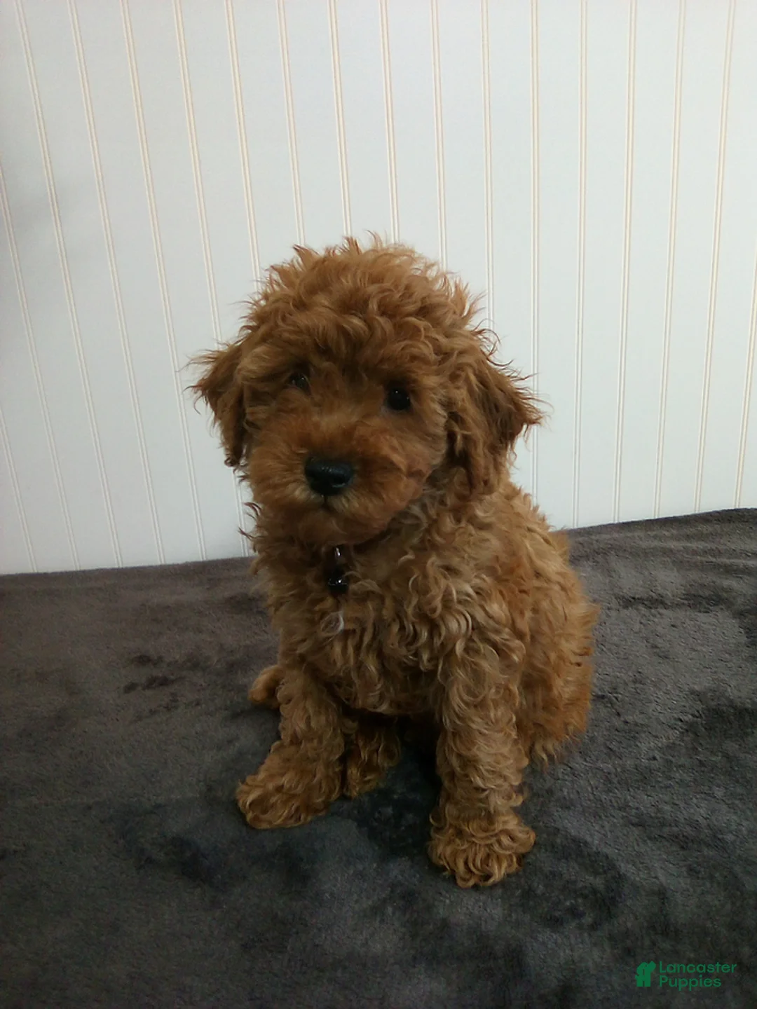 Toy Poodle dogs for sale: Tiger - Ad 1