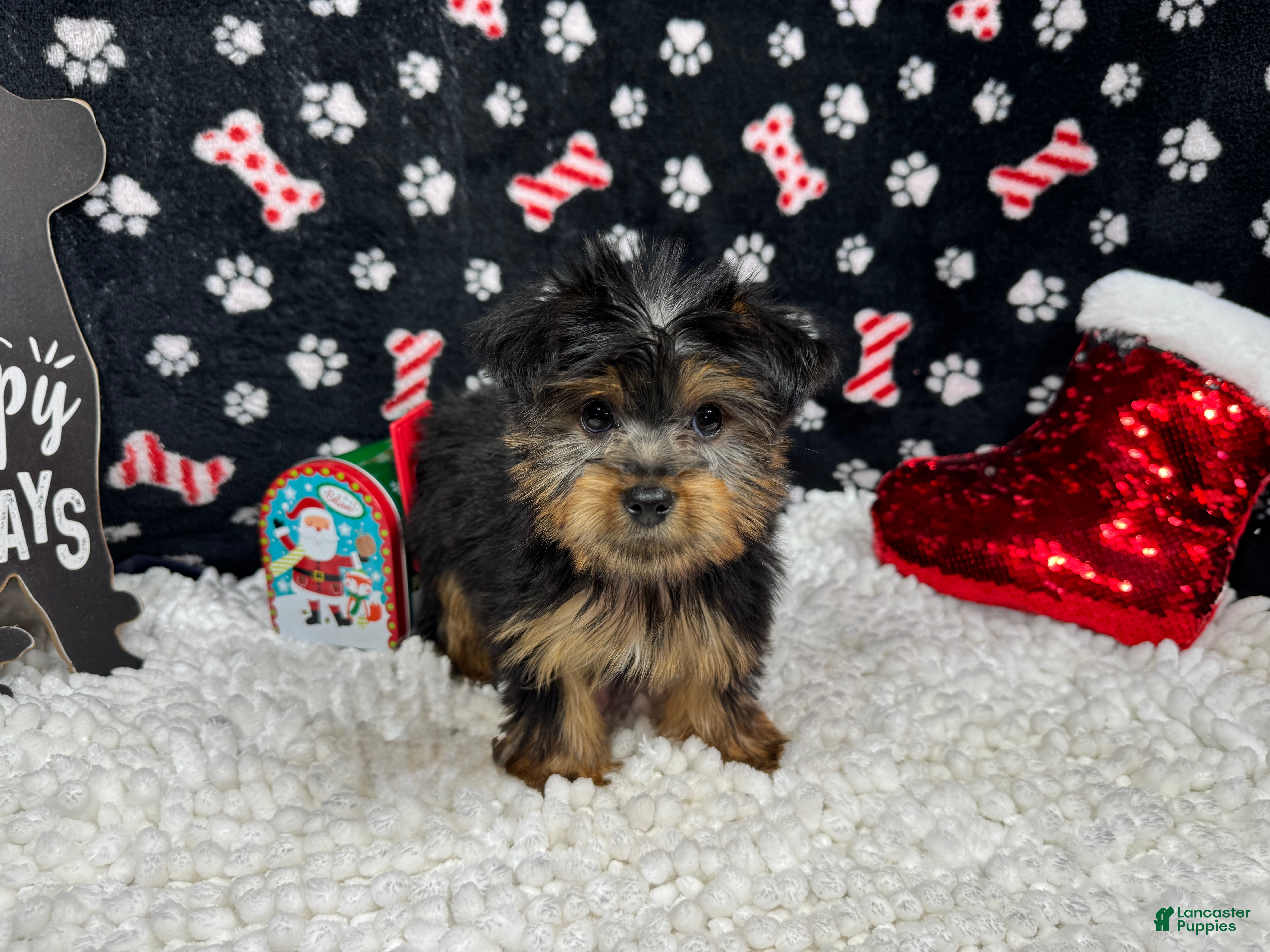 Yorkshire Terrier dogs Yorkshire Terrier Puppy 1 - Ad 30