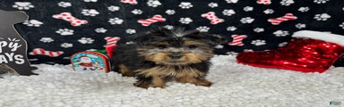 Yorkshire Terrier Puppy 1