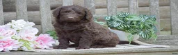 Portuguese Water Dog dogs for sale: Magnolia - Ad 4