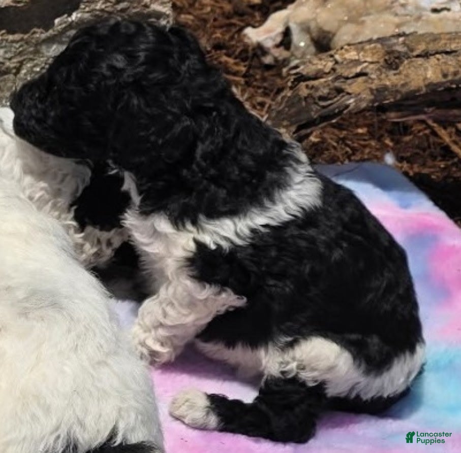 Standard Poodle dogs Standard Poodle 3 - Ad 29