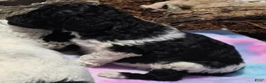 Standard Poodle 3