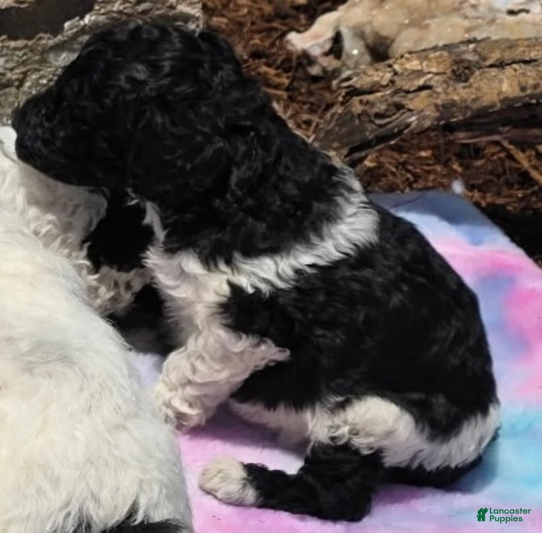 Standard Poodle dogs for sale: Standard Poodle 3 - Ad 1
