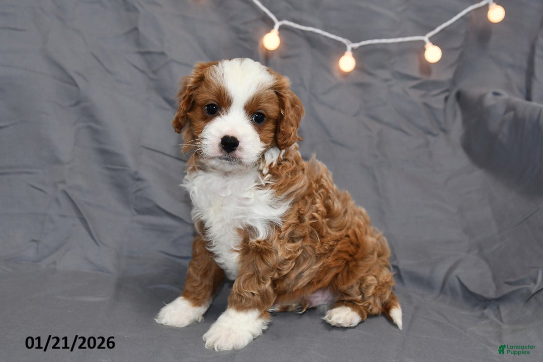 Cavapoo dogs for sale: Mickey - Ad 3