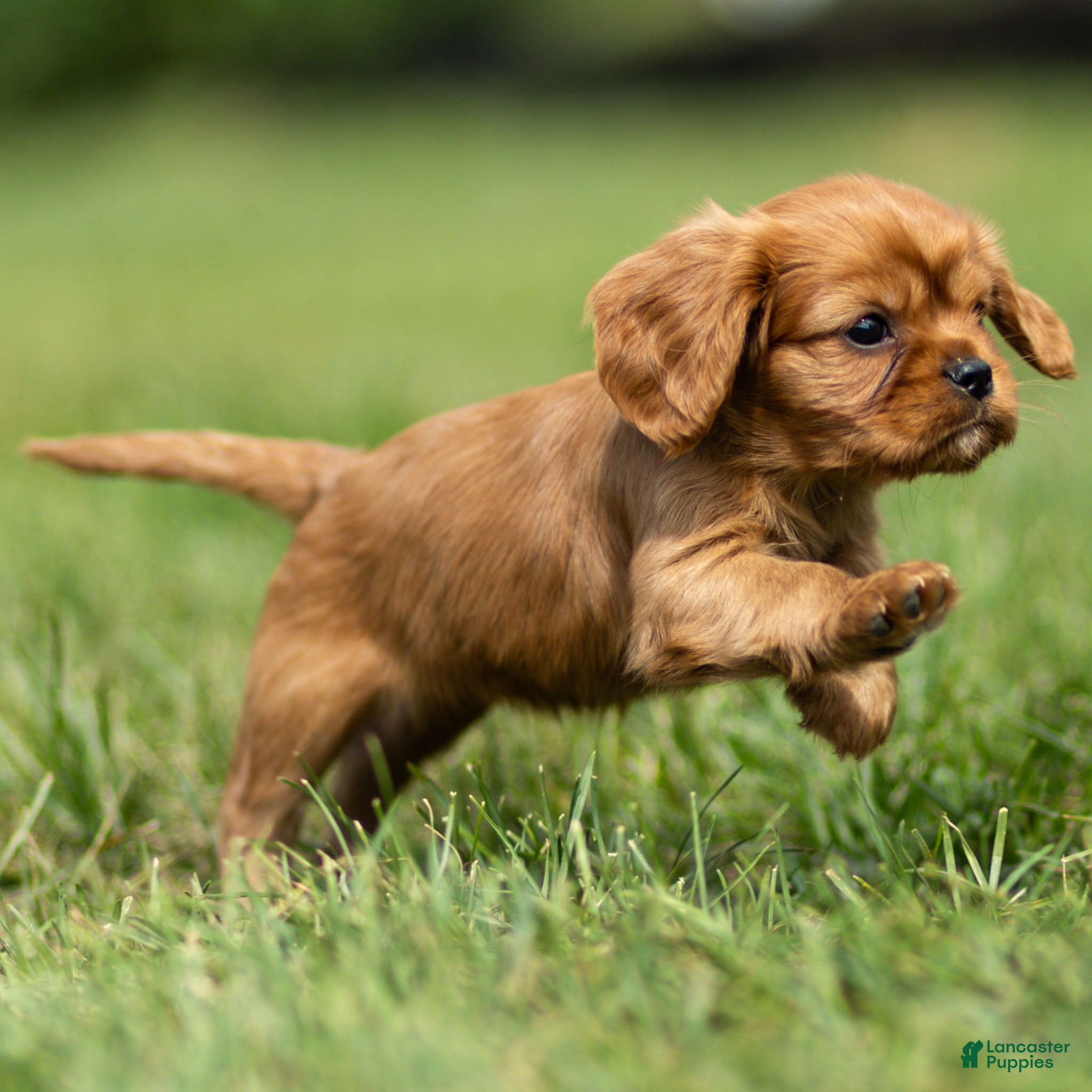 Cavalier King Charles Spaniel dogs Hazel Cavalier King Charles Spaniel  - Ad 1
