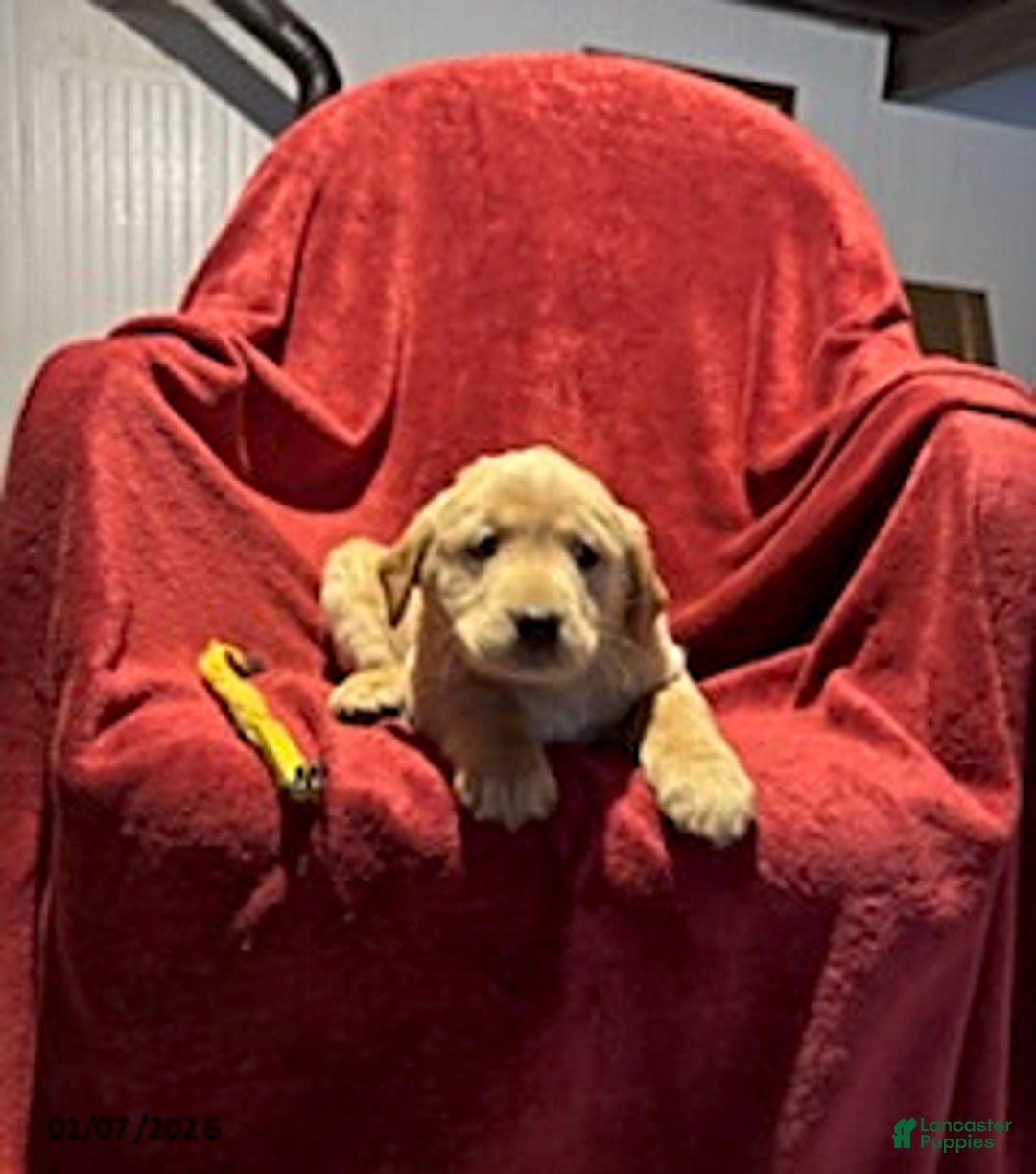 Goldador dogs for sale: Anne - Ad 6