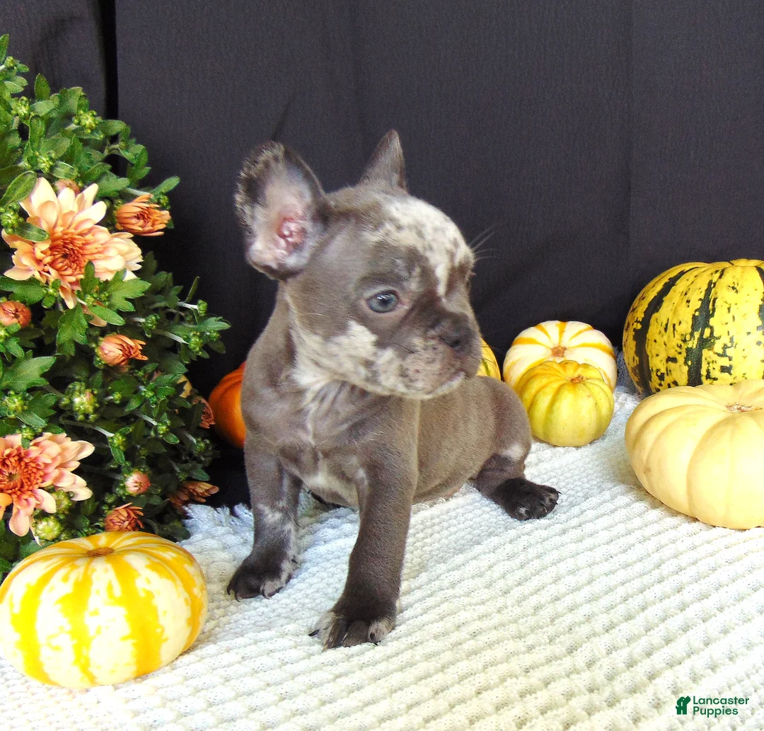 French Bulldog dogs for sale: Maggie - Ad 1