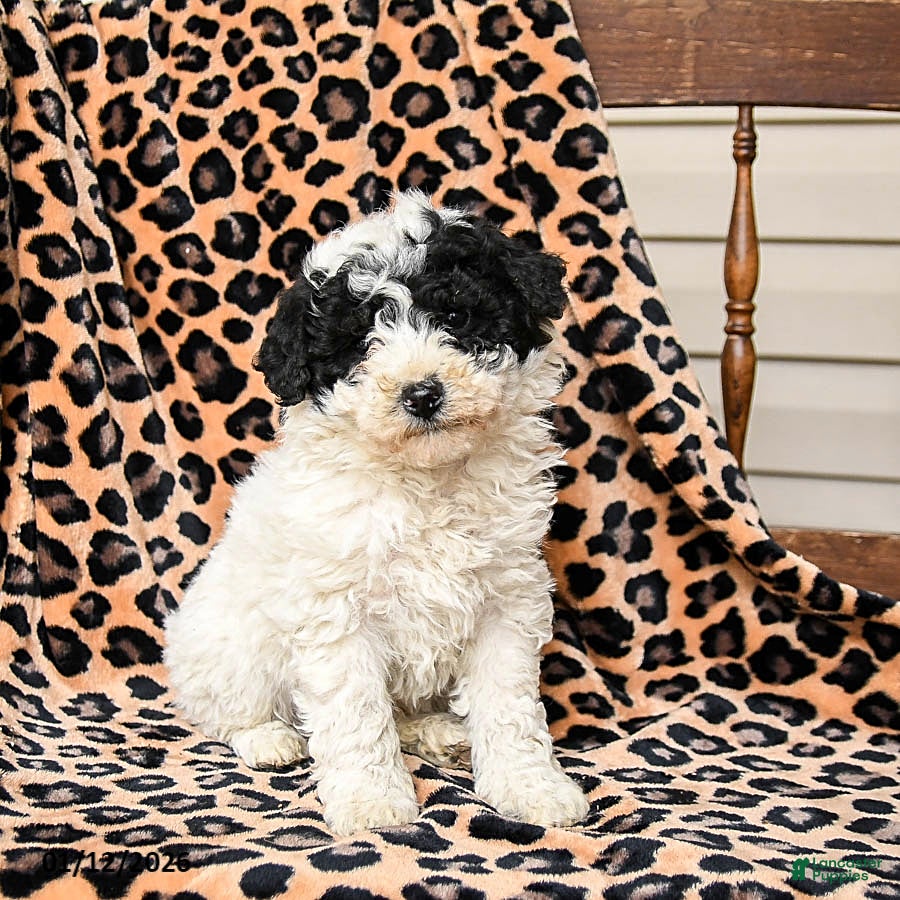 Miniature Labradoodle dogs Snickers - Ad 11