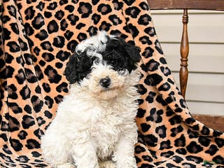 Miniature Labradoodle dogs Snickers - Ad 11