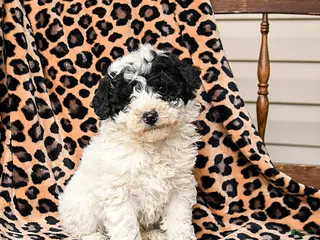 Miniature Labradoodle dogs Snickers - Ad 2