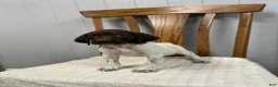 German Shorthaired Pointer dogs for sale: Chance - Ad 1