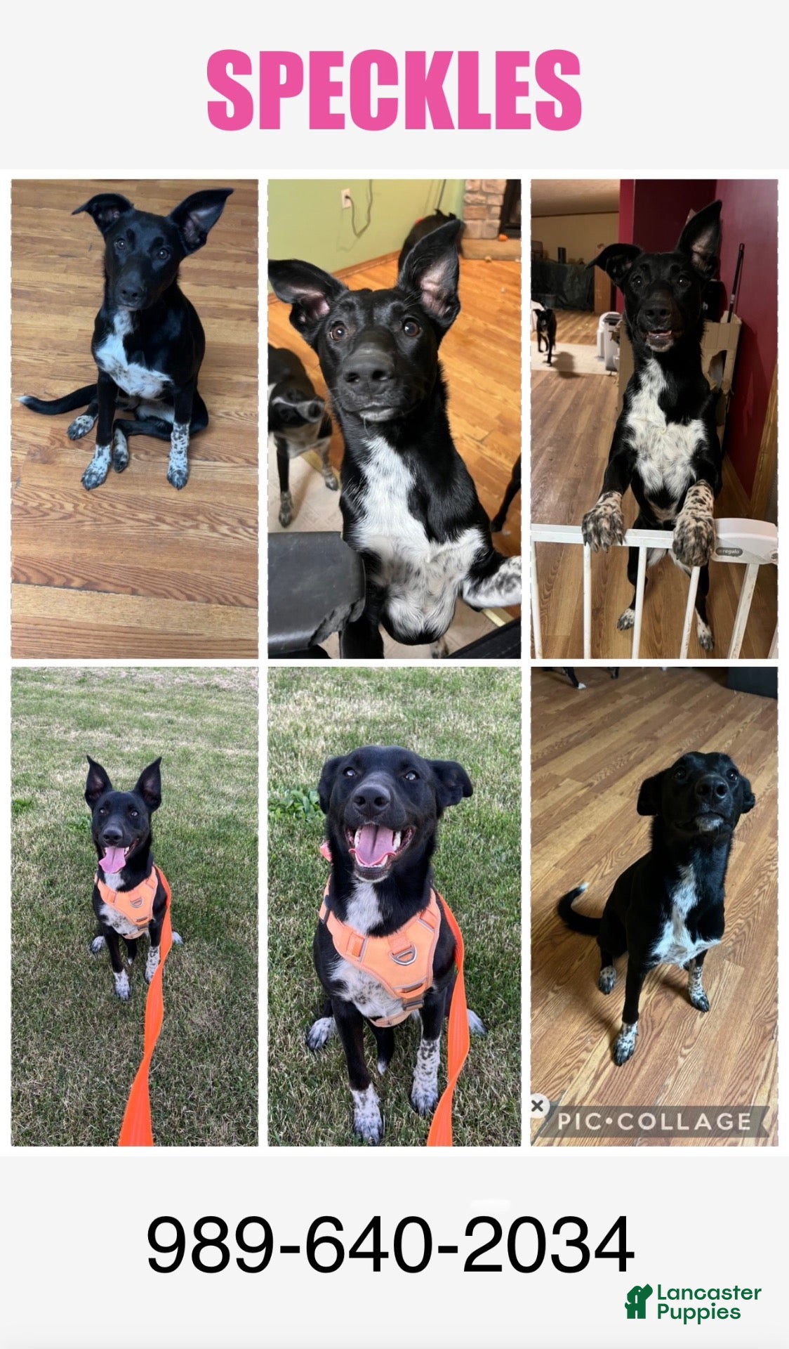 Border Collie dogs Speckles - Ad 12