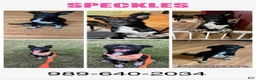 Border Collie dogs for sale: Speckles - Ad 1