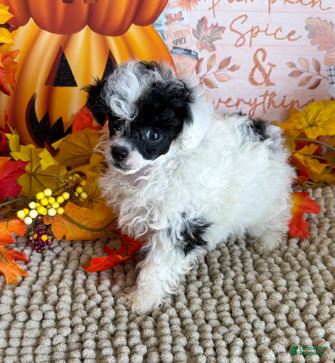 Toy Poodle dogs for sale: Princess - Ad 2