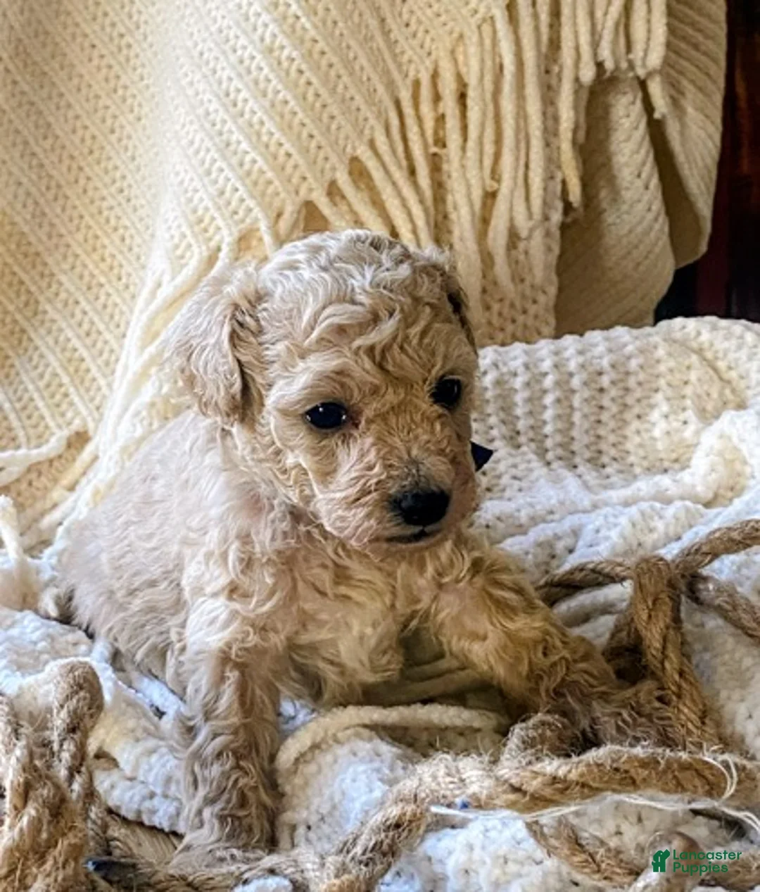 Toy Poodle dogs for sale: SWEET CAMERON  - Ad 17