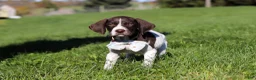 German Shorthaired Pointer dogs for sale: Ammo - Ad 7