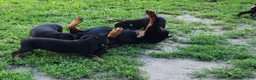 Rottweiler dogs for sale: Scarlett - Ad 10