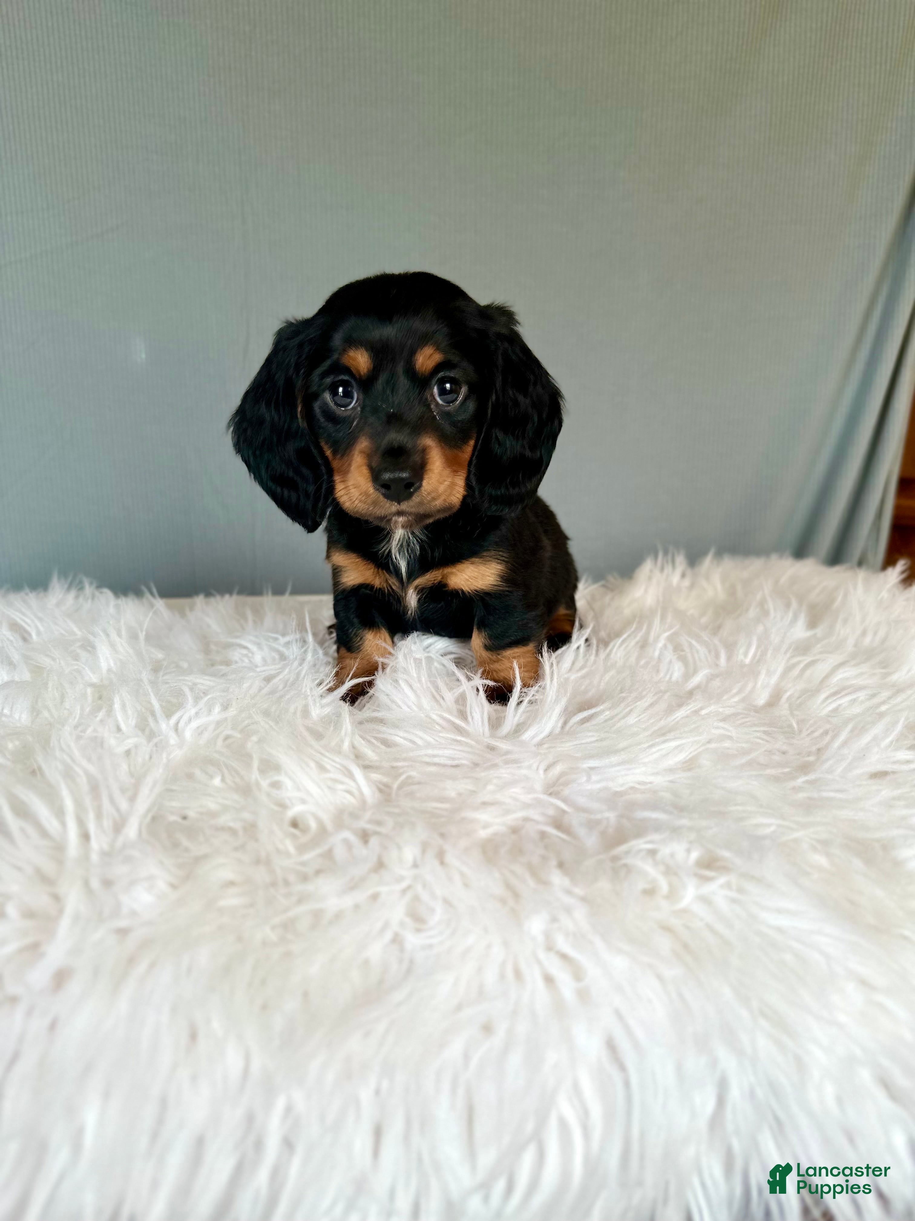 Miniature Dachshund dogs Baxter  - Ad 2