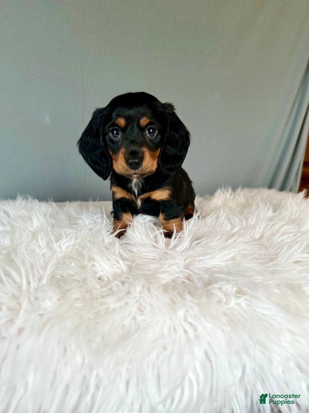 Miniature Dachshund dogs for sale: Baxter  - Ad 2