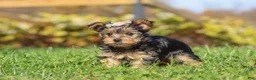Yorkshire Terrier dogs for sale: Darcy - Ad 4