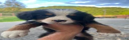 Bernese Mountain Dog dogs for sale: Bernese Mountain Dog f7 - Ad 3