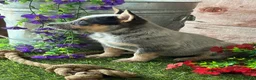 Australian Cattle Dog dogs for sale: Kodi - Ad 2