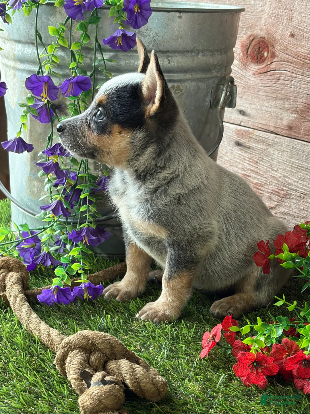 Australian Cattle Dog dogs for sale: Kodi - Ad 2