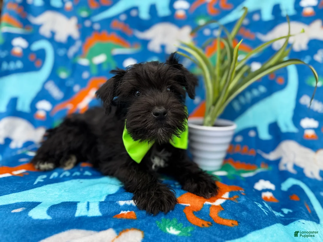 Miniature Schnauzer dogs for sale: Valentino - Ad 6