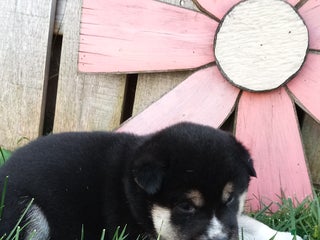 Shiba Inu dogs Roscoe - Ad 8