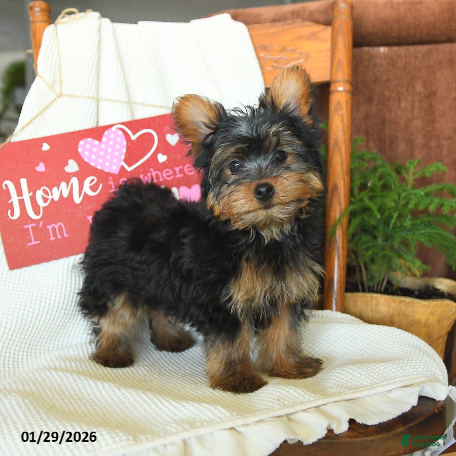 Yorkiepoo dogs Bentley - Ad 3