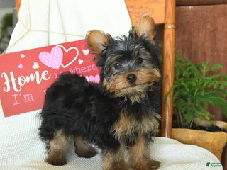 Yorkiepoo dogs Bentley - Ad 3