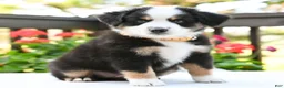 Miniature Australian Shepherd dogs for sale: Bonnie  - Ad 4