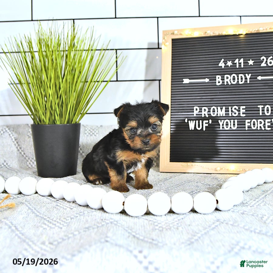 Yorkshire Terrier dogs Brody - Ad 2