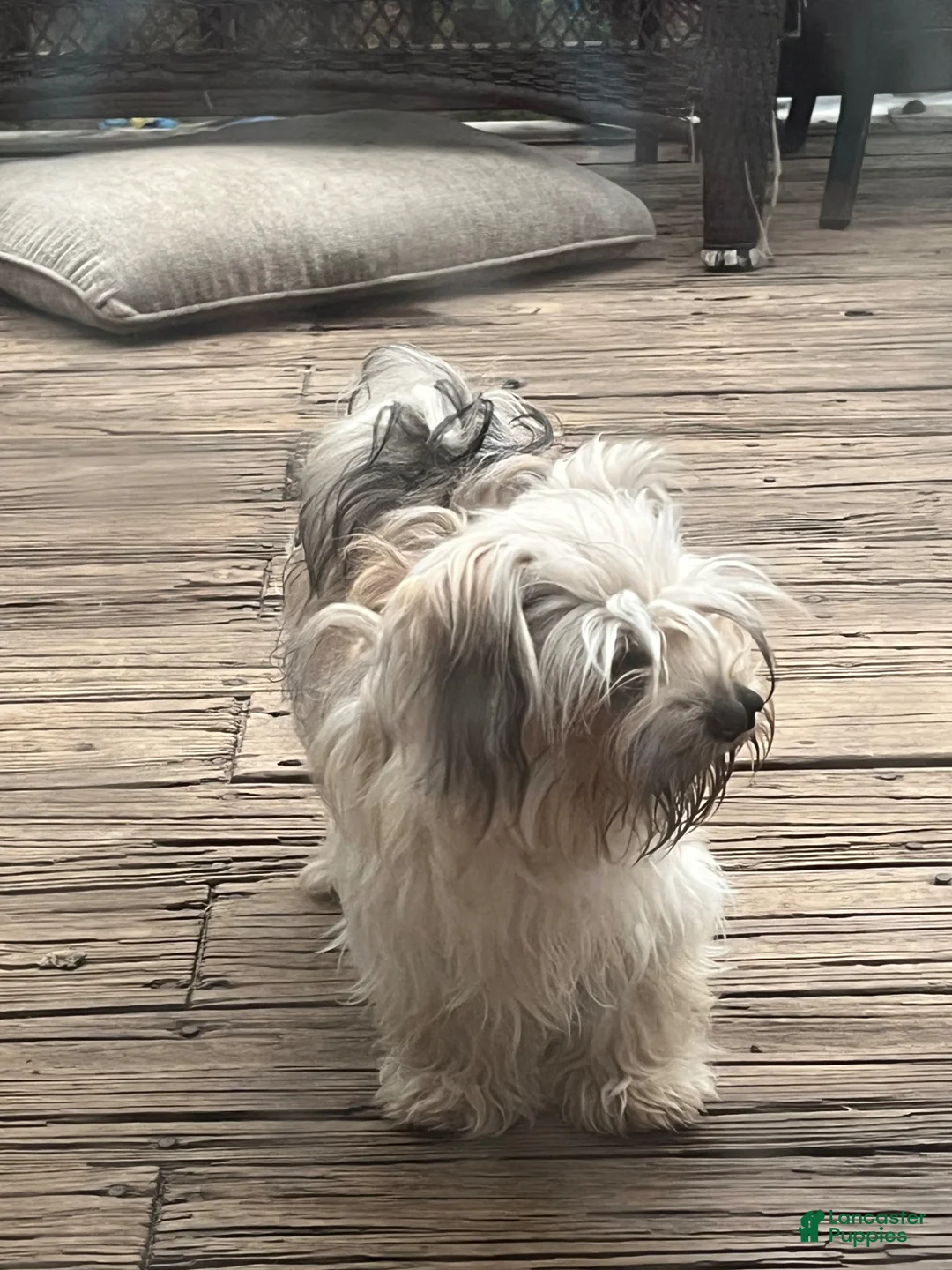 Maltipoo dogs for sale: Maltipoo Puppy 2 - Ad 3