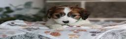 Cavapoo dogs for sale: Maggie - Ad 12