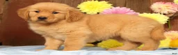 Golden Retriever dogs for sale: Hailey - Ad 7