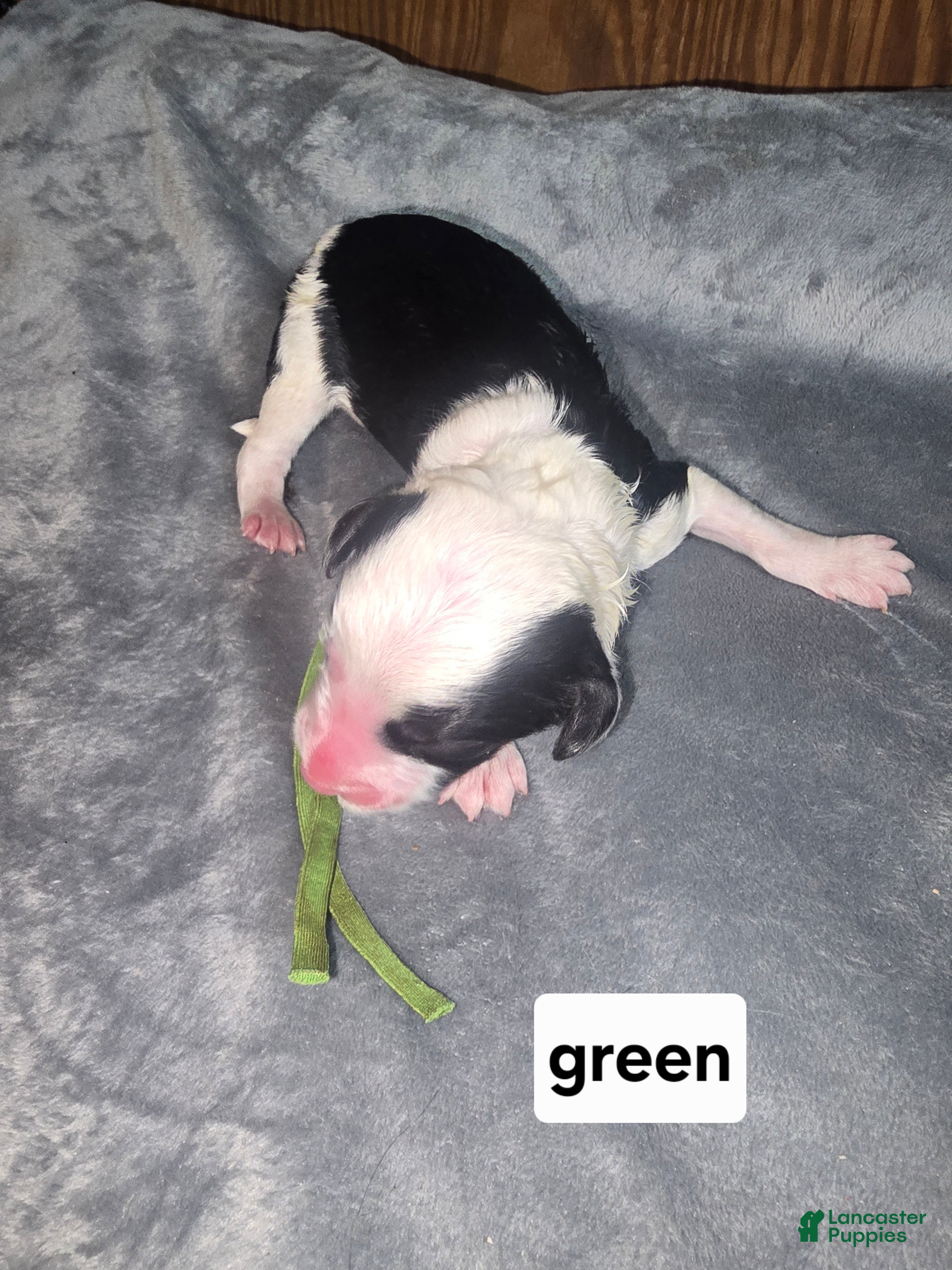 Sheepadoodle dogs Hibiscus- green collar  - Ad 18