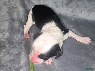 Sheepadoodle dogs Hibiscus- green collar - Ad 18