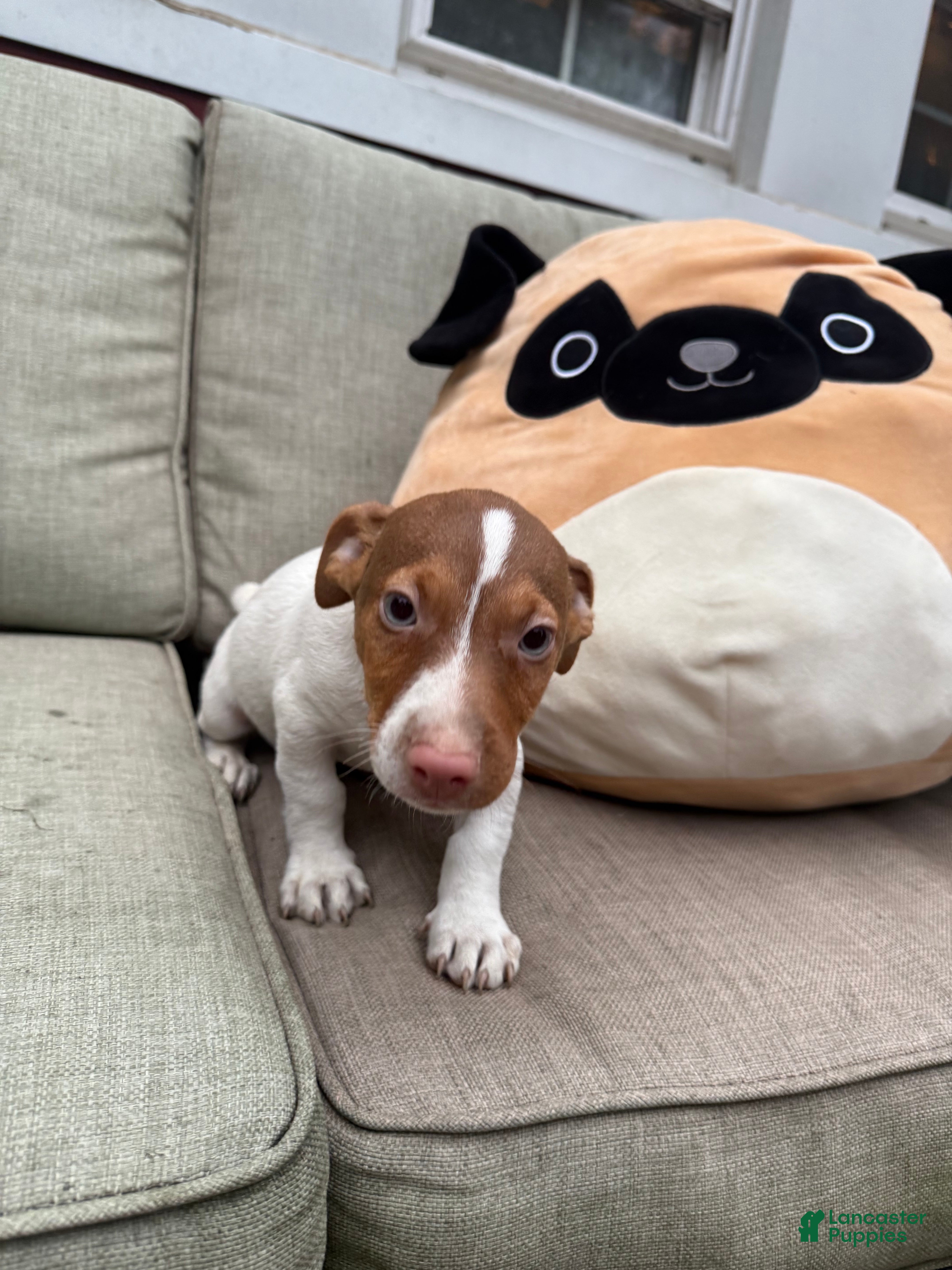 Jack Russell Terrier dogs Chocolate  - Ad 2