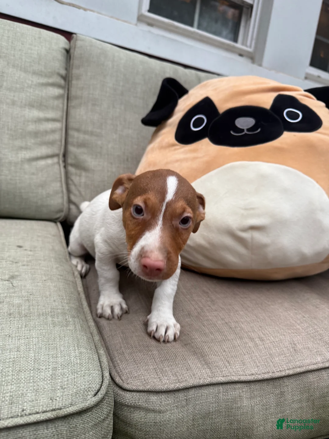Jack Russell Terrier dogs for sale: Chocolate  - Ad 2