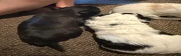 Bichpoo dogs for sale: Hershey - Ad 7