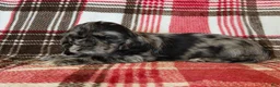 Mixed Breed dogs for sale: Mocha  - Ad 4