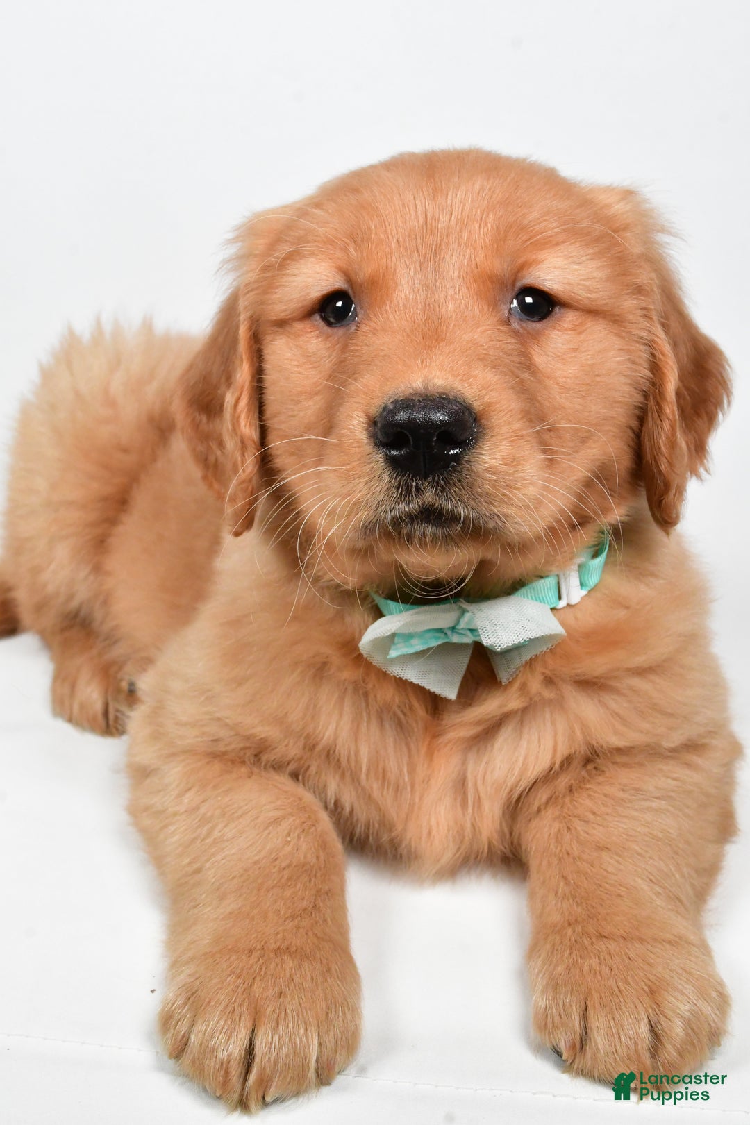 Golden Retriever dogs for sale: Charlie - Ad 4